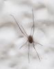 Phalangiinae inconnu